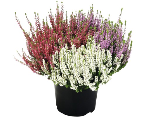 Dreifarbige Knospenheide FloraSelf Calluna vulgaris 'Beauty Ladies' Trio Ø 17 cm Topf versch. Sorten, Farben-0