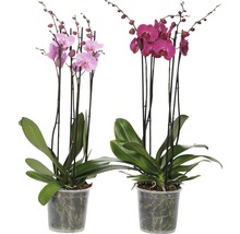 Schmetterlingsorchidee FloraSelf Phalaenopsis Hybride H 70-80 cm Ø 17 cm Topf 4 Rispen rosa-lila-thumb-3