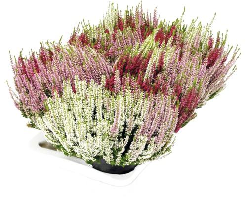 Calluna vulgaris Heidekraut in einer Schale