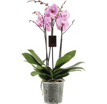 Schmetterlingsorchidee FloraSelf Phalaenopsis Hybride H 70-80 cm Ø 17 cm Topf 4 Rispen rosa-lila-thumb-0