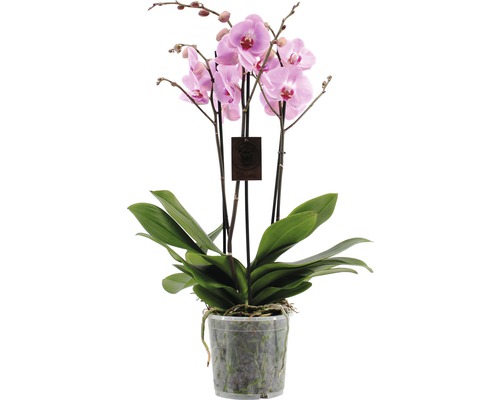 Schmetterlingsorchidee FloraSelf Phalaenopsis Hybride H 70-80 cm Ø 17 cm Topf 4 Rispen rosa-lila-0