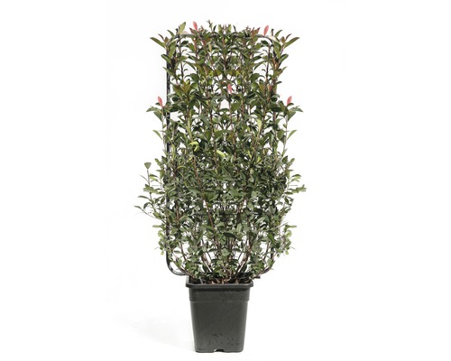 Glanzmispel in Sorten Spalier FloraSelf Photinia x fraseri H110 x B50 cm Co 18L, zufällige Sortenauswahl