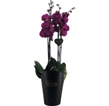 Schmetterlingsorchidee FloraSelf Phalaenopsis Hybride H 70-80 cm Ø 17 cm Topf 4 Rispen rosa-lila-thumb-1