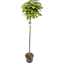 Kugel-Trompetenbaum FloraSelf Catalpa bignonioides 'Nana' H 180 cm Co 20 L-thumb-0