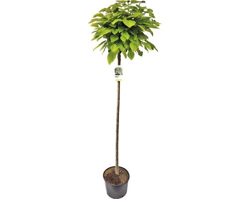 Kugel-Trompetenbaum FloraSelf Catalpa bignonioides 'Nana' H 180 cm Co 20 L