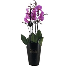 Schmetterlingsorchidee FloraSelf Phalaenopsis Hybride H 70-80 cm Ø 17 cm Topf 4 Rispen rosa-lila-thumb-2