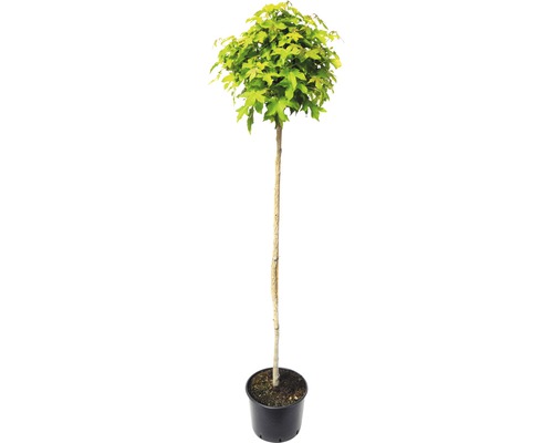 Kugel-Amberbaum FloraSelf Liquidambar styraciflua 'Gumball' Hochstamm ca. 180 cm Gesamthöhe ca. 240 cm Co 20 L