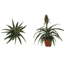 Ananas-Zierpflanze im Topf, zwei Ansichten