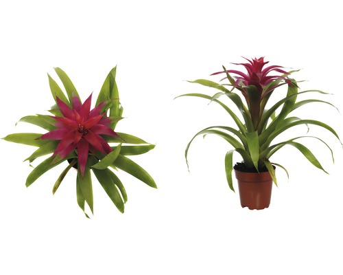 Zwei Bromelien im Topf