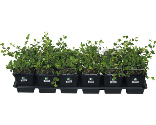 Zwergmispel FloraSelf Cotoneaster dammeri 'Evergreen' H 10-15 cm Ø 9 cm Topf Zwergmispel FloraSelf Cotoneaster dammeri 'Evergreen' H 10-15 cm Ø 9 cm Topf