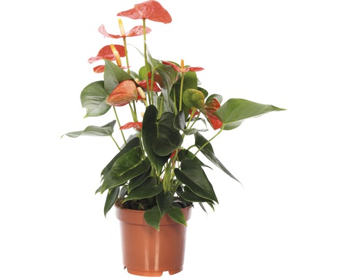 Flamingoblume/ Anthurie FloraSelf Anthurium x Hybride 'Sierra Red' H 25-35 cm Ø 12 cm Topf