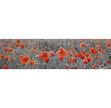 Mohnblumenfeld mit roten Blüten