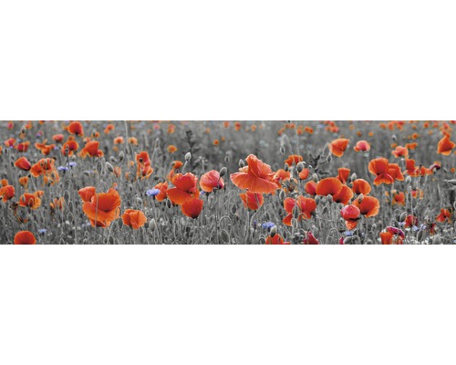 Küchenrückwand mySpotti Splash Poppy Blumen 2200 x 600 mm SP-F1-1257 Mohnblumenfeld mit roten Blüten