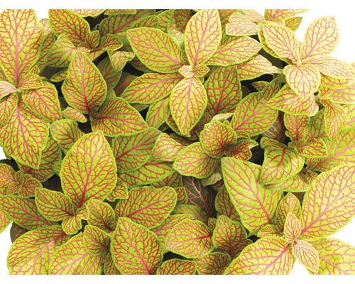 Mosaikpflanze FloraSelf Fittonia verschaffeltii 'Skeleton' H 15-17 cm Ø 12 cm Topf Nervpflanze mit grünen Blättern und rotem Adernetz