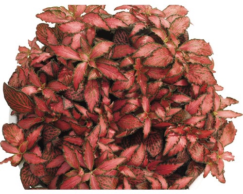 Mosaikpflanze FloraSelf Fittonia verschaffeltii 'Forest Flame' H 10 cm Ø 12 cm Topf Fittonia Zimmerpflanze mit auffälligen Blattadern