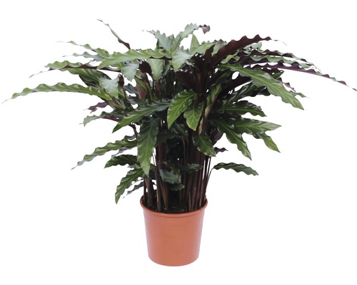 Korbmarante FloraSelf Calathea rufibarda 'Elger Grass' H 40-60 cm Ø 14 cm Topf-0