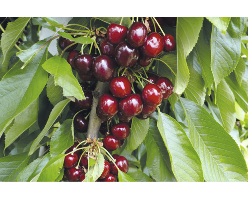 Bio Säulen-Süßkirschbaum FloraSelf Bio Prunus avium 'Helene' H 130-150 cm Co 7,5 L Kirschbaum mit reifen Kirschen und grünen Blättern