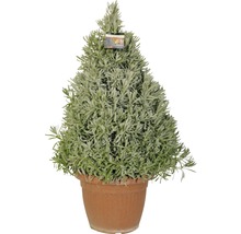 Lavendel Pyramide Lavandula angustifolia H 65-70 cm Ø 35 cm Topf