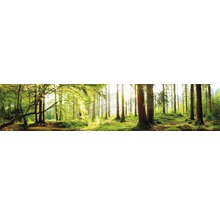 Waldlandschaft mit Bäumen und Sonnenlicht