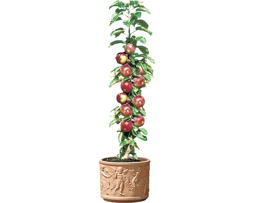 Säulenapfelbaum im Topf mit Reliefdekor