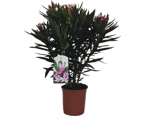 Oleander Nerium oleander H 20-30 cm Ø 17 cm Topf