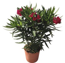 Oleander FloraSelf Nerium oleander H 20-30 cm Ø 17 cm Topf-thumb-0