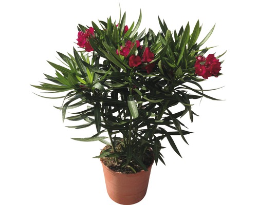 Oleander FloraSelf Nerium oleander H 20-30 cm Ø 17 cm Topf