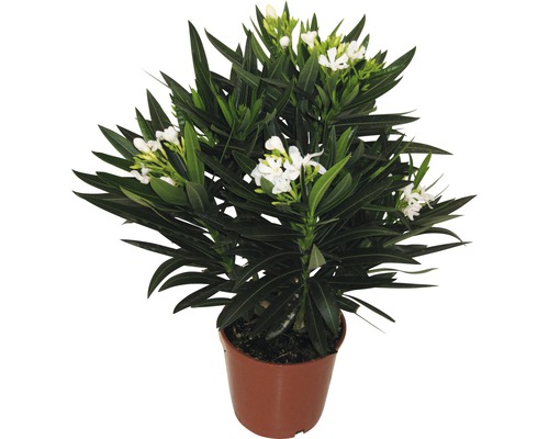 Oleander FloraSelf Nerium oleander H 20-30 cm Ø 17 cm Topf