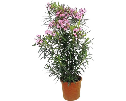 Oleander im Topf mit Blüten