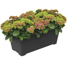 Hortensie im Pflanzkasten