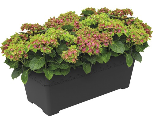 Hortensie im Pflanzkasten