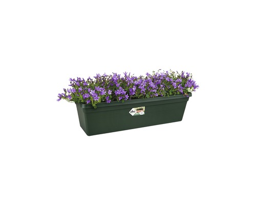Blumenkasten mit blühenden Pflanzen