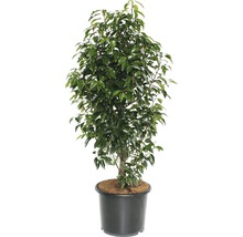 Lorbeerbaum im Topf