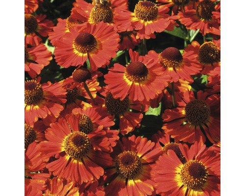 Nahaufnahme von rot-gelben Sonnenbraut Blumen