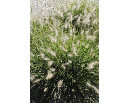 Chinaschilf im Garten