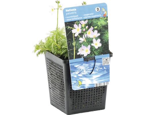 Krebsschere im Topf, eine Sauerstoffpflanze für Teiche