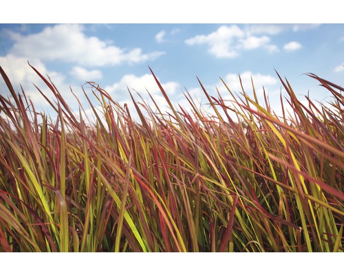 Feld mit Ziergras im Garten