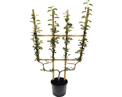 Spalierapfelbaum im Topf
