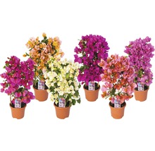 Drillingsblume Spalier Mix FloraSelf Bougainvillea glabra H 50 cm Ø 14 cm Topf zufällige Sortenauswahl