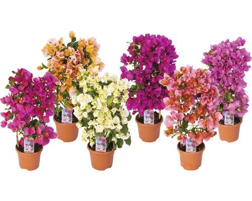 Drillingsblume Spalier Mix FloraSelf Bougainvillea glabra H 50 cm Ø 14 cm Topf zufällige Sortenauswahl Bougainvillea in Töpfen mit verschiedenen Blütenfarben.