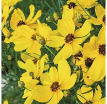 Gelbe Coreopsis-Blüten im Detail