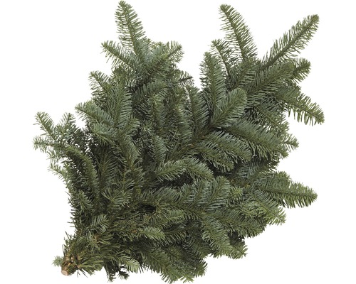 Nordmanntanne Tannengrün zum Stecken