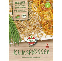 Bio-Weizensamen für Grünsprossen- & Keimsprossen-Anzuchtset, 3 Stk-thumb-1