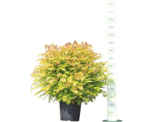 Gold-Schleier-Rose in einem Topf mit Größenangabe