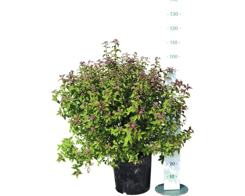 Pfeifenstrauch im Topf