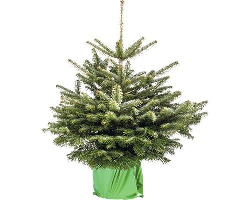 Nordmanntanne H 80-100 cm Co 7,5 L Weihnachtsbaum gesägt und getopft