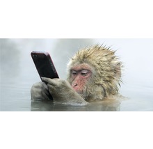 Ein Affe hält ein Smartphone im Wasser