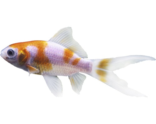 Fisch Goldfisch Sarassa - Carassius auratus