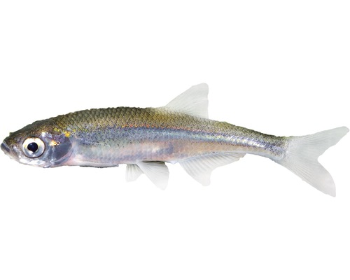 Fisch Moderlieschen - Leucaspius delineatus