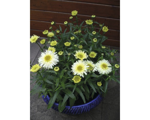 Niedrige Großblumige Margerite FloraSelf Chrysanthemum /Leucanthemum maximum 'Dwarf Snow Lady' H 10-30 cm Co 3 L